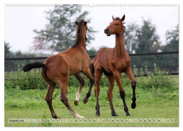 Produktbild: Pferdekinder - Fohlen haben ihren ganz eigenen Charme (hochwertiger Premium Wandkalender 2026 DIN A2 quer), Kunstdruck in Hochglanz