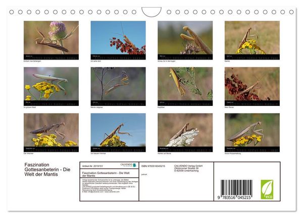 Produktbild: Faszination Gottesanbeterin - Die Welt der Mantis (Wandkalender 2026 DIN A4 quer), CALVENDO Monatskalender