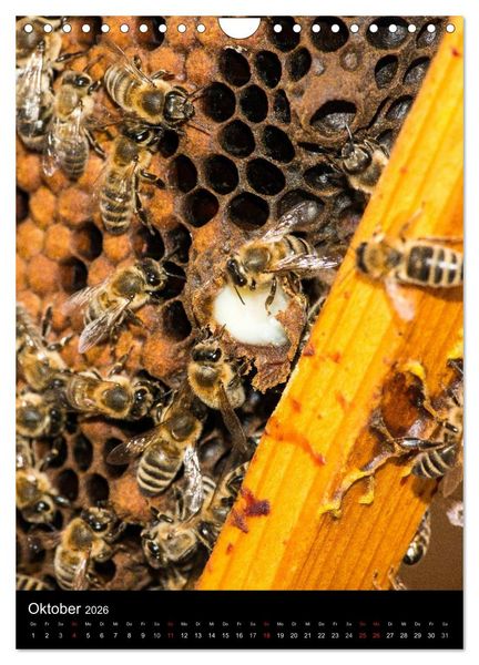 Produktbild: Bienen (Wandkalender 2026 DIN A4 hoch), CALVENDO Monatskalender