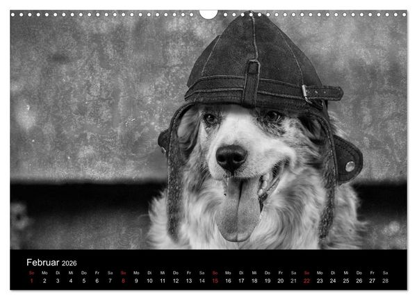 Produktbild: H&uuml;tehunde (Wandkalender 2026 DIN A3 quer), CALVENDO Monatskalender