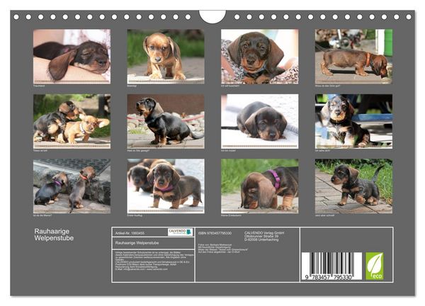 Produktbild: Rauhaarige Welpenstube (Wandkalender 2026 DIN A4 quer), CALVENDO Monatskalender