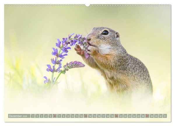 Produktbild: Liebenswerte Ziesel - vom Aussterben bedrohte Nagetiere (Wandkalender 2026 DIN A2 quer), CALVENDO Monatskalender