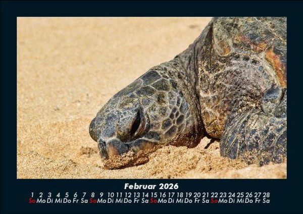 Produktbild: Schildkr&ouml;tenzauber 2026 Fotokalender DIN A5
