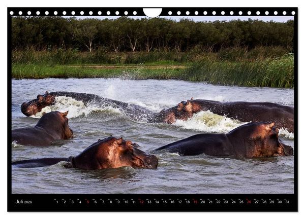 Produktbild: S&Uuml;DAFRIKA Augenblicke (Wandkalender 2026 DIN A4 quer), CALVENDO Monatskalender
