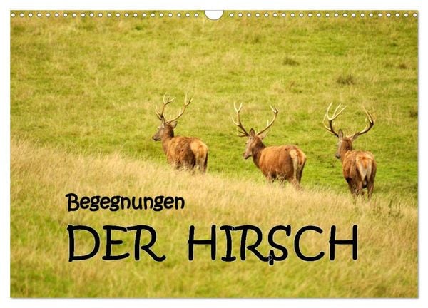 Produktbild: Begegnungen. DER HIRSCH (Wandkalender 2026 DIN A3 quer), CALVENDO Monatskalender