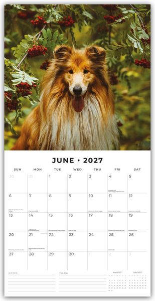 Produktbild: Collies &ndash; Collie 2027 &ndash; 16-Monatskalender