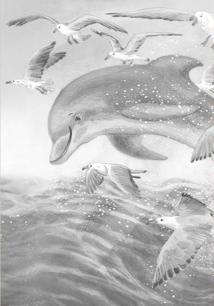 Produktbild: Wunderwelt der Tiere im Meer