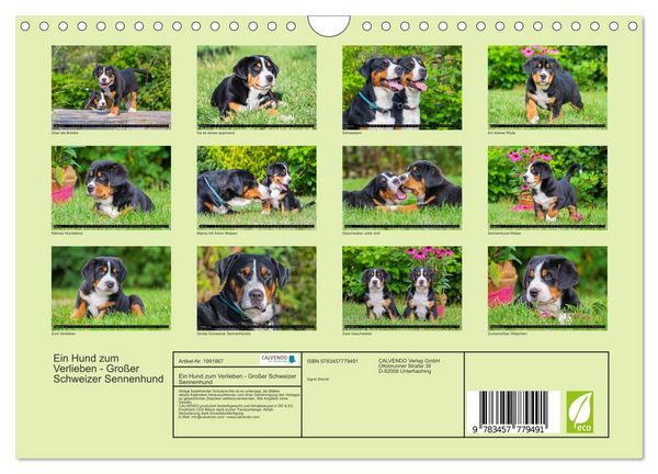 Produktbild: Ein Hund zum Verlieben - Gro&szlig;er Schweizer Sennenhund (Wandkalender 2026 DIN A4 quer), CALVENDO Monatskalender