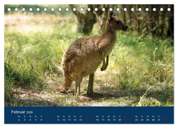 Produktbild: Freilebende K&auml;ngurus (Tischkalender 2026 DIN A5 quer), CALVENDO Monatskalender