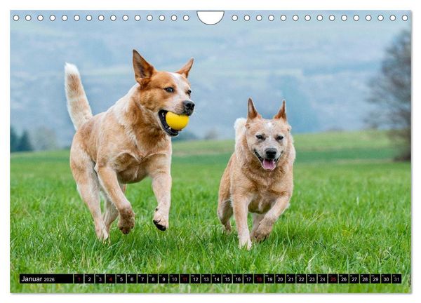 Produktbild: Power auf 4 Pfoten. Australian Cattle Dog (Wandkalender 2026 DIN A4 quer), CALVENDO Monatskalender