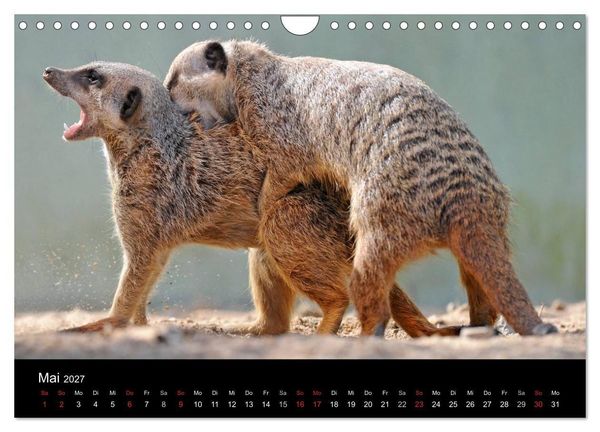Produktbild: Erdm&auml;nnchen - Tierkinder (Wandkalender 2027 DIN A4 quer), CALVENDO Monatskalender