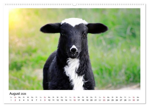 Produktbild: Sch&auml;fchen z&auml;hlen - Mit Schafen durchs Jahr (hochwertiger Premium Wandkalender 2026 DIN A2 quer), Kunstdruck in Hochglanz