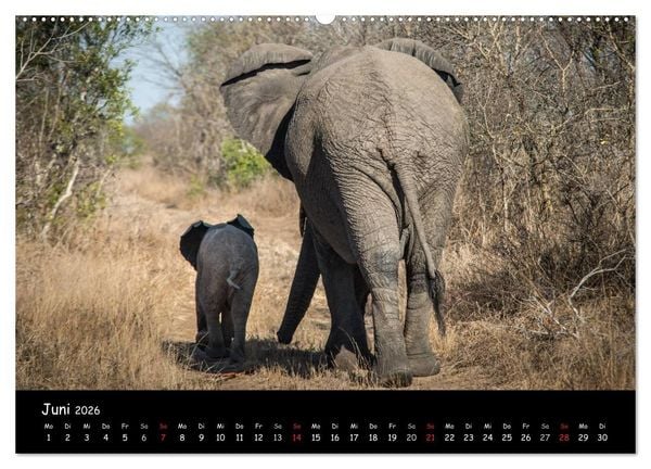 Produktbild: Tier-Momente in Afrika (hochwertiger Premium Wandkalender 2026 DIN A2 quer), Kunstdruck in Hochglanz