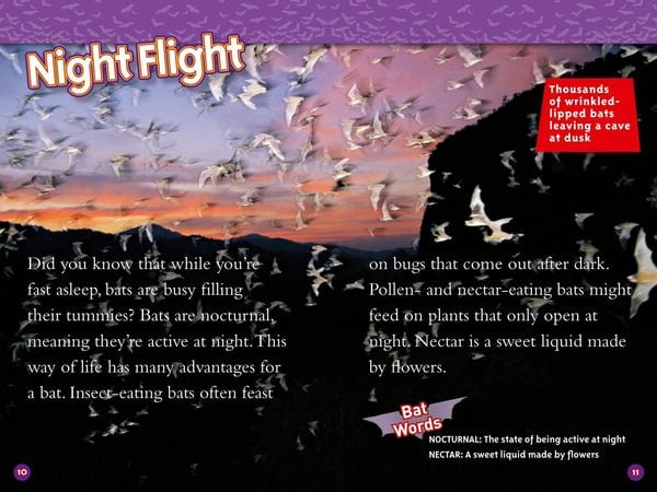 Produktbild: NAT GEO READER - BATS