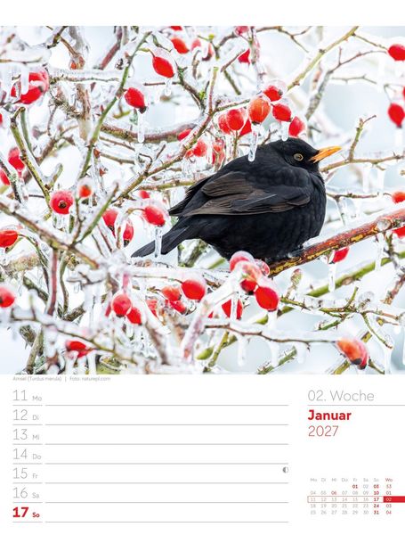 Produktbild: V&ouml;gel Wochenplaner Kalender 2027