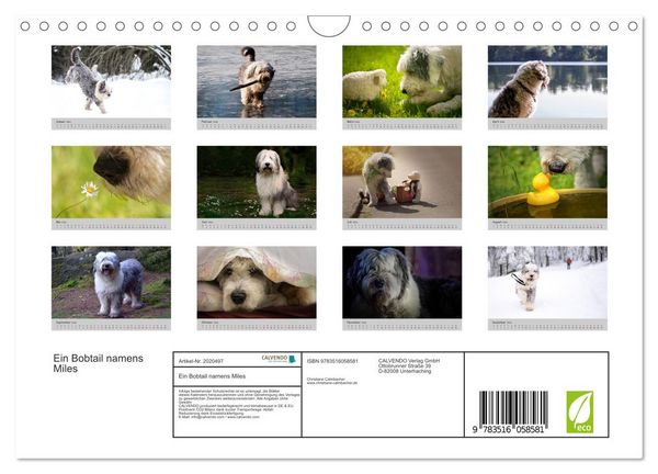 Produktbild: Ein Bobtail namens Miles (Wandkalender 2026 DIN A4 quer), CALVENDO Monatskalender