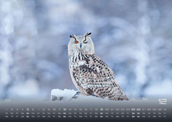 Produktbild: Eulen - W&auml;chter der Nacht - 2027 - Kalender DIN A3