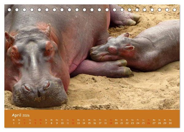 Produktbild: Auge in Auge mit den Tieren Afrikas (Tischkalender 2026 DIN A5 quer), CALVENDO Monatskalender