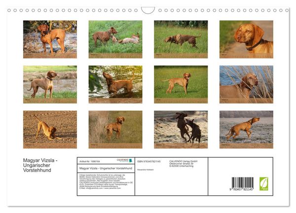 Produktbild: Magyar Vizsla - Ungarischer Vorstehhund (Wandkalender 2026 DIN A3 quer), CALVENDO Monatskalender