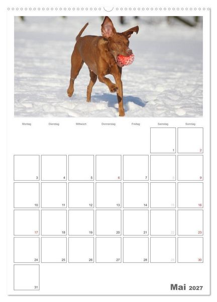 Produktbild: Magyar Vizsla (Wandkalender 2027 DIN A2 hoch), CALVENDO Monatskalender