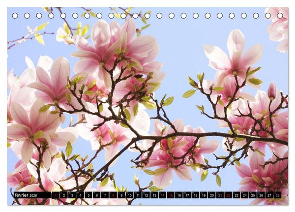 Produktbild: Magnolias en fleur (Calendrier de bureau 2026 DIN A5 vertical), CALVENDO calendrier mensuel