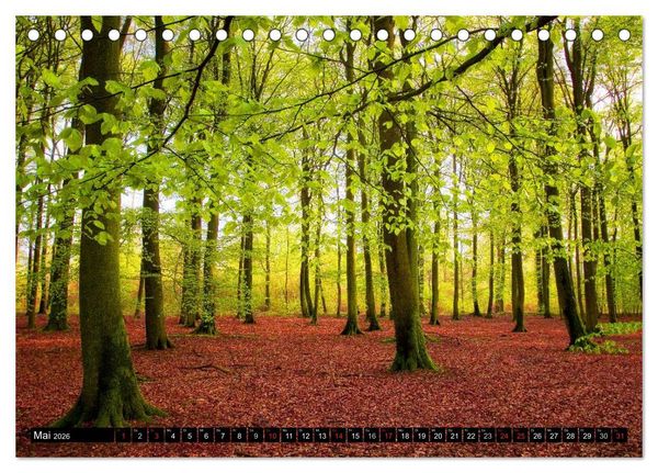 Produktbild: Zauberhafter Sachsenwald (Tischkalender 2026 DIN A5 quer), CALVENDO Monatskalender