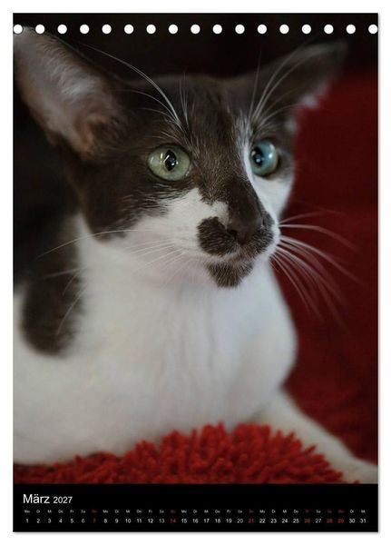 Produktbild: Orientalische Katzen 2027 (Tischkalender 2027 DIN A5 hoch), CALVENDO Monatskalender