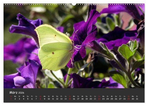 Produktbild: Wundersch&ouml;ne Schmetterlinge (hochwertiger Premium Wandkalender 2026 DIN A2 quer), Kunstdruck in Hochglanz