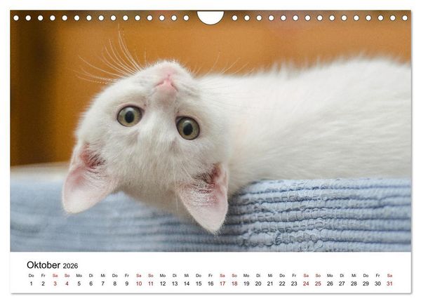 Produktbild: Katzenbabys (Wandkalender 2026 DIN A4 quer), CALVENDO Monatskalender