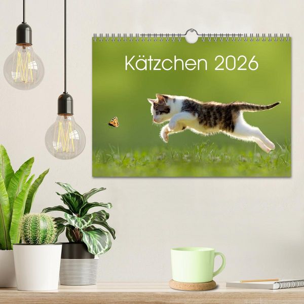 Produktbild: K&auml;tzchen 2026 (Wandkalender 2026 DIN A4 quer), CALVENDO Monatskalender