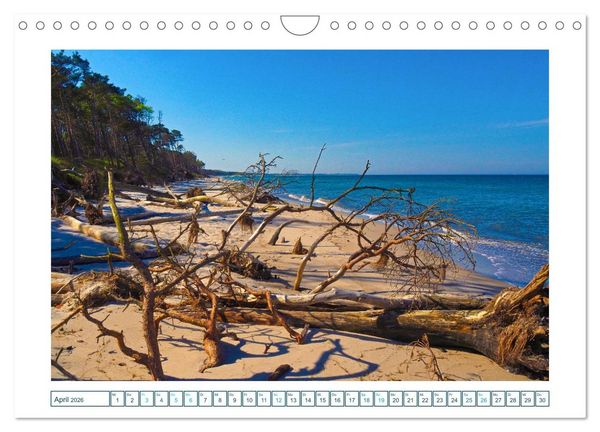 Produktbild: Der Weststrand am Dar&szlig; (Wandkalender 2026 DIN A4 quer), CALVENDO Monatskalender