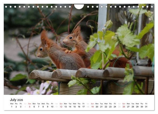 Produktbild: The red squirrels (Wall Calendar 2026 DIN A4 landscape), CALVENDO 12 Month Wall Calendar