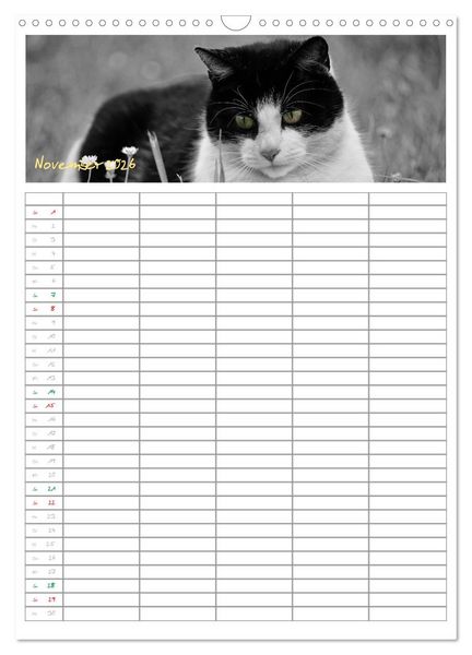 Produktbild: Miezekatzen Planungskalender (Wandkalender 2026 DIN A3 hoch), CALVENDO Monatskalender