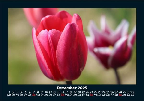 Produktbild: Blumentr&auml;ume 2025 Fotokalender DIN A5