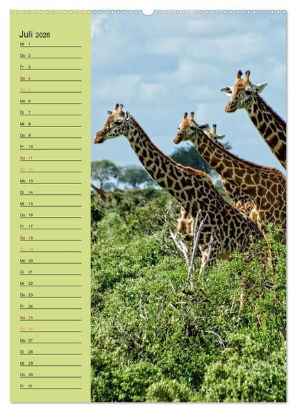 Produktbild: Giraffen. Voller Stolz und Grazie (hochwertiger Premium Wandkalender 2026 DIN A2 hoch), Kunstdruck in Hochglanz