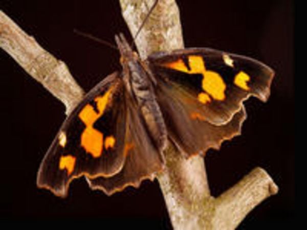 CALVENDO Puzzle Zürgelbaumfalter (Libythea celtis) | 1000 Teile Lege-Größe 64 × 48 cm Foto-Puzzle für glückliche Stunden