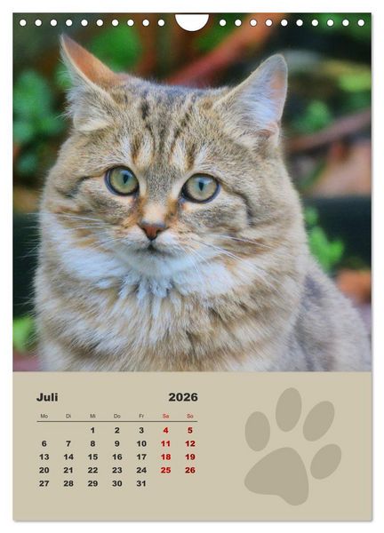 Produktbild: Wilde T&auml;tzchen, kleine wilde Katzen entdecken die Welt (Wandkalender 2026 DIN A4 hoch), CALVENDO Monatskalender