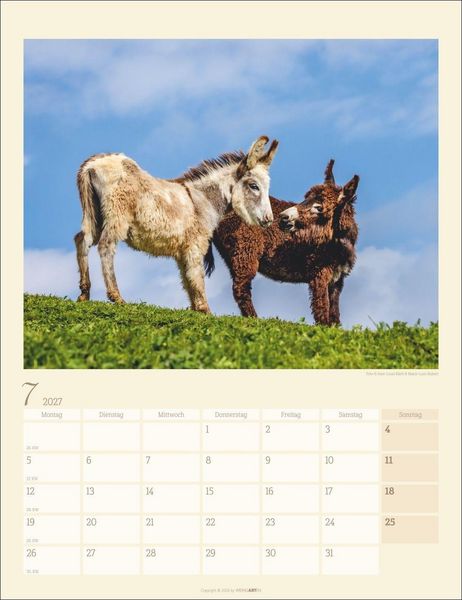 Produktbild: Esel Kalender 2027