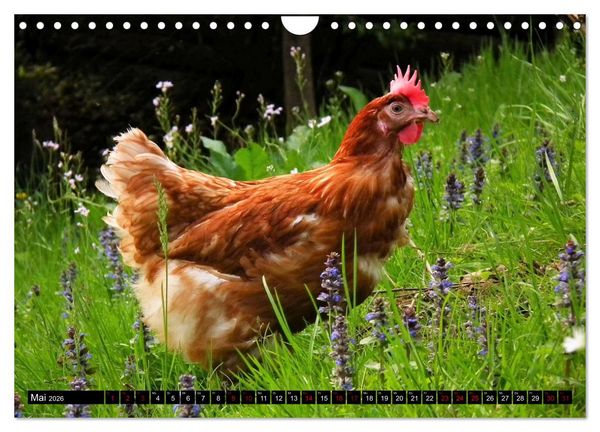 Produktbild: Haus- und Hoftiere (Wandkalender 2026 DIN A4 quer), CALVENDO Monatskalender