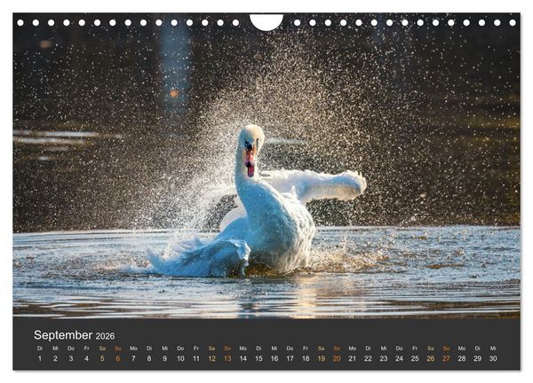Produktbild: Bezaubernde Tierwelt in freier Natur (Wandkalender 2026 DIN A4 quer), CALVENDO Monatskalender