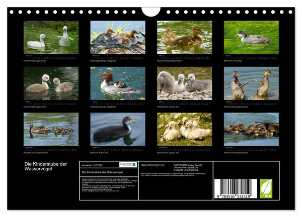 Produktbild: Die Kinderstube der Wasserv&ouml;gel (Wandkalender 2026 DIN A4 quer), CALVENDO Monatskalender