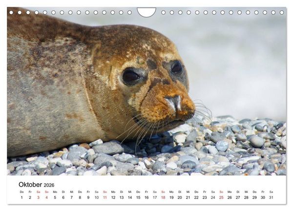 Produktbild: Das Leben der Robben (Wandkalender 2026 DIN A4 quer), CALVENDO Monatskalender