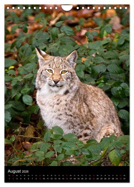 Produktbild: Der Luchs - Europas gr&ouml;&szlig;te Samtpfote (Wandkalender 2026 DIN A4 hoch), CALVENDO Monatskalender