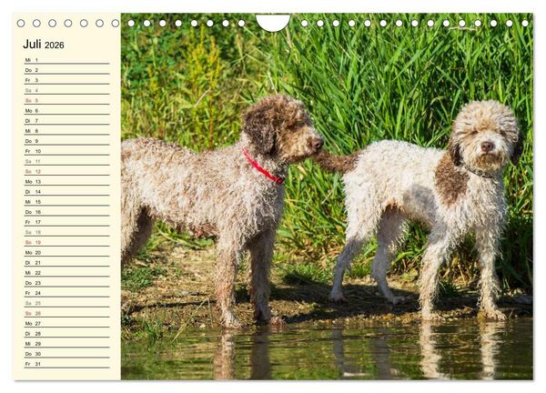 Produktbild: Lagotto Romagnolo - Italienischer Tr&uuml;ffelhund (Wandkalender 2026 DIN A4 quer), CALVENDO Monatskalender