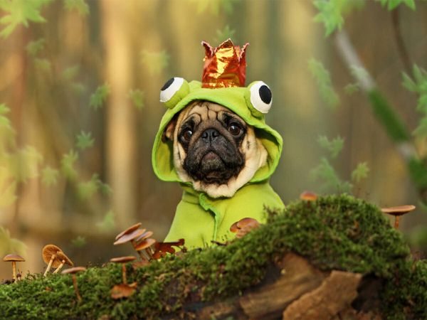 Produktbild: CALVENDO Puzzle K&uuml;ss mich....ich bin ein Prinz | 1000 Teile Lege-Gr&ouml;&szlig;e 64x48cm Foto-Puzzle f&uuml;r gl&uuml;ckliche Stunden