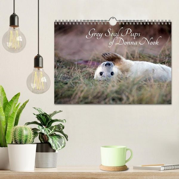 Produktbild: Grey Seal Pups of Donna Nook (Wall Calendar 2027 DIN A4 landscape), CALVENDO 12 Month Wall Calendar