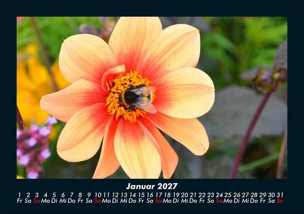 Produktbild: Bienen 2027 Fotokalender DIN A5
