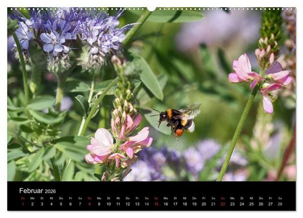 Produktbild: Hummelflug (hochwertiger Premium Wandkalender 2026 DIN A2 quer), Kunstdruck in Hochglanz