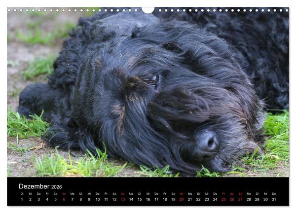Produktbild: Bouvier des Flandres (Wandkalender 2026 DIN A3 quer), CALVENDO Monatskalender