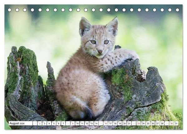 Produktbild: Tiermomente (Tischkalender 2026 DIN A5 quer), CALVENDO Monatskalender
